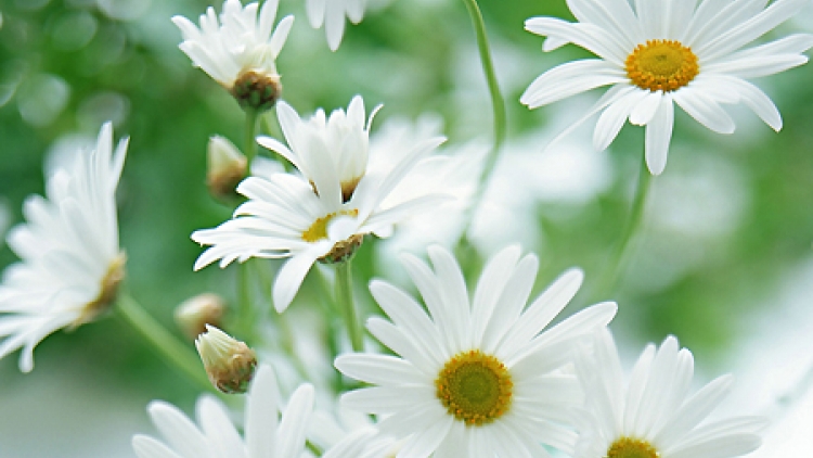 T'RUIH PHÁT THANH T'NGAY 01/5/2017