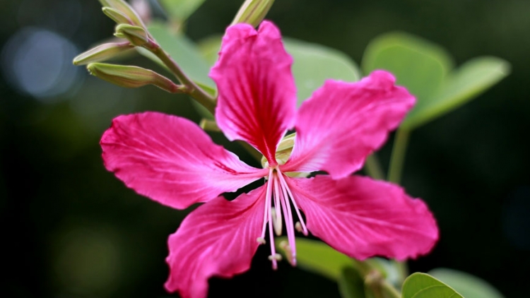 T'RUIH PHÁT THANH T'NGAY 04/6/2017