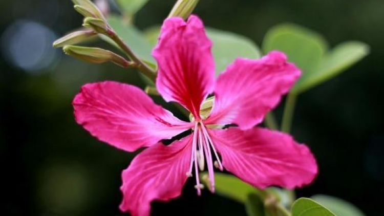 T'RUIH PHÁT THANH T'NGAY 16/6/2017