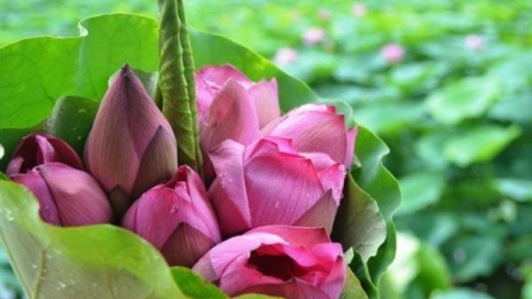 Lêy cha’mêết cr’ay k’hươn ooy apêê t’coóh t’ha