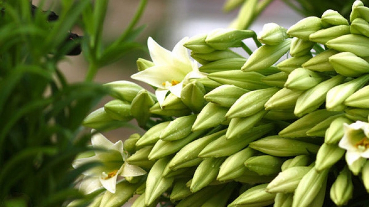 T'RUIH PHÁT THANH T'NGAY 02/7/2017