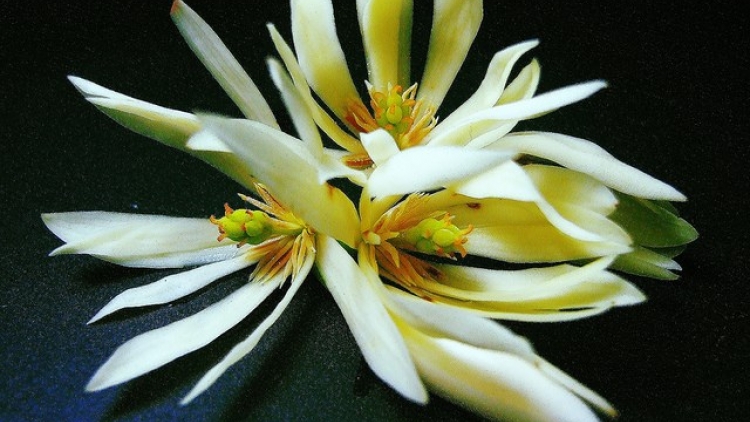 T'RUIH PAXUL T'NGAY 20/7/2017