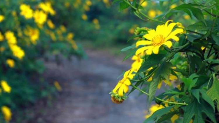 T'RUIH PAXUL T'NGAY 29/8/2017