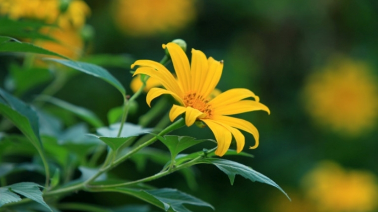 T'RUIH PAXUL T'NGAY 30/8/2017