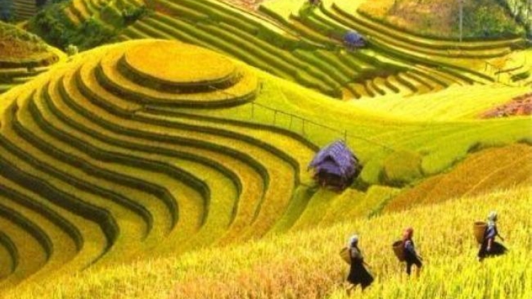 Mù Cang Chải hân noo ha roo đọm