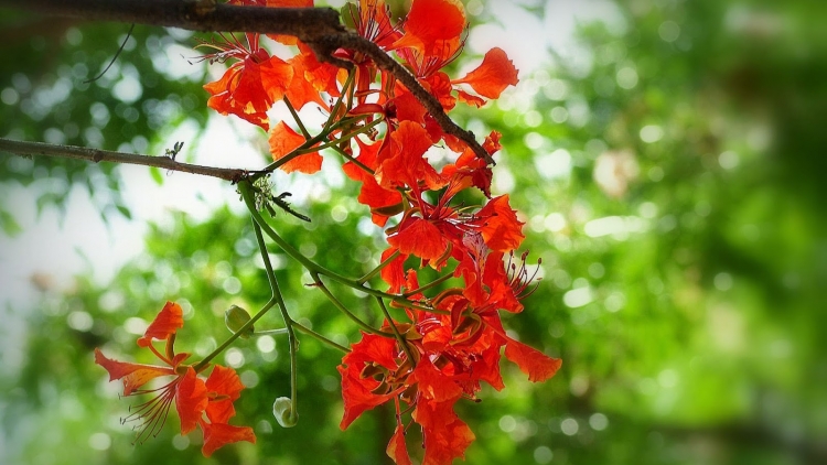 ĐÀ NẴNG TÌNH NGƯỜI_ QUANG HÀO