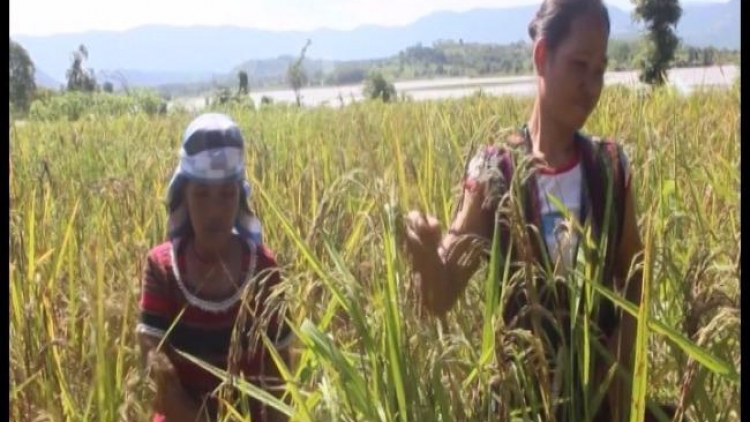 Video: Ma nuýh PaKô-Vân Kiều zư liêm t’nơơm ha roo cóh ha rêê ty đanh            (NGƯỜI PA CÔ, VÂN KIỀU DUY TRÌ CÂY LÚA RẪY TRUYỀN THỐNG)
