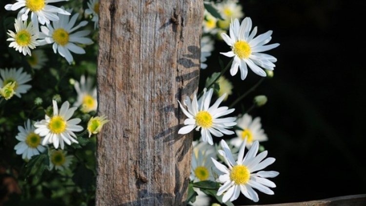 MAI EM MƯỜI BẢY_ HỒNG NHUNG