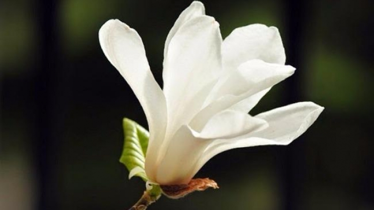 T'RUIH PAXUL T'NGAY 11/10/2017