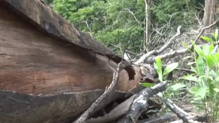 Video: NHÌN LẠI VỤ PHÁ RỪNG Ở TIÊN LÃNH (HA LỴ LÊY CỚ OOY BH’RỢ PA HƯ CRÂNG CÓH TIÊN LÃNH)