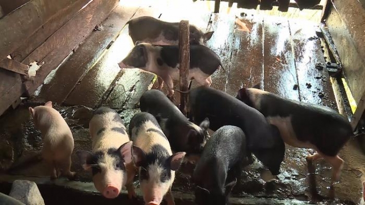 Video: Liêm choom tơợ bh’rợ băn a ọc cóh c’rol đhị Bắc Trà My(Hiệu quả mô hình nuôi heo có chuồng trại ở Bắc Trà My)