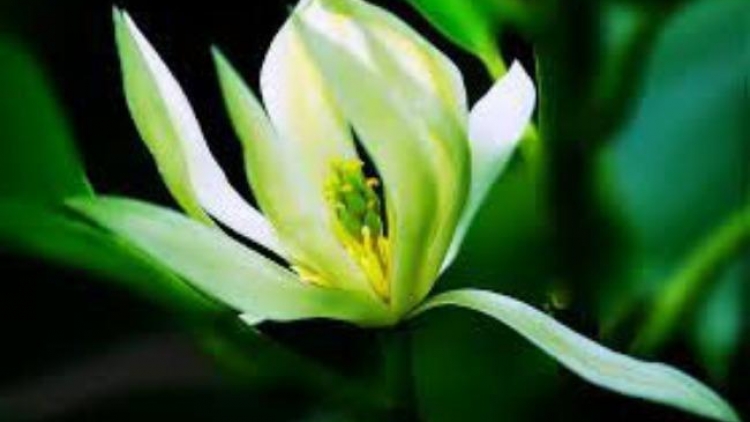 T'RUIH PAXUL T'NGAY 26/10/2017