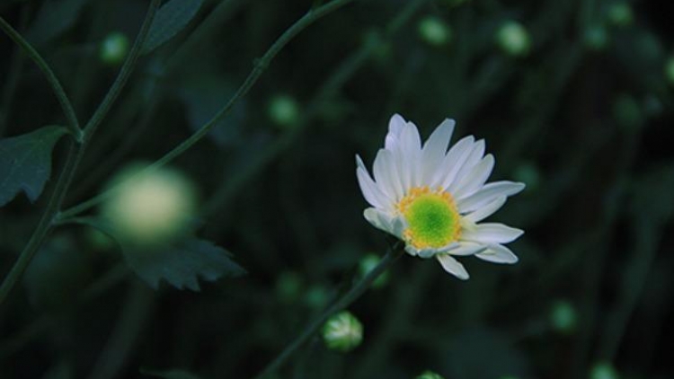 T'RUIH PAXUL T'NGAY 27/10/2017