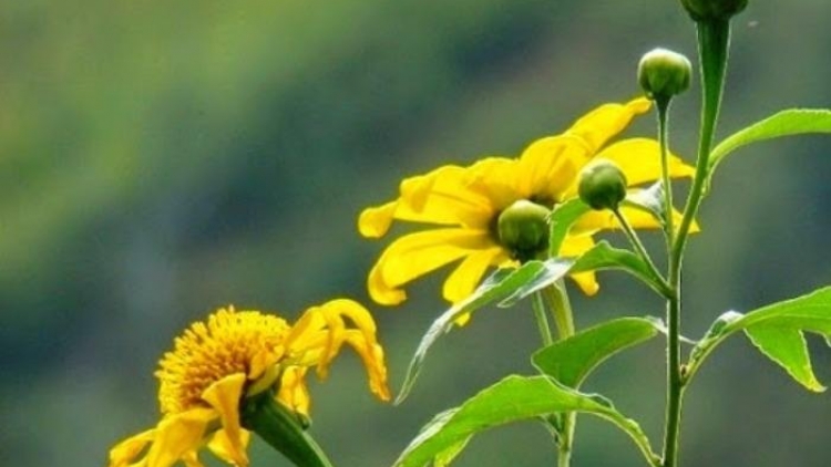 T'RUIH PAXUL T'NGAY 30/10/2017