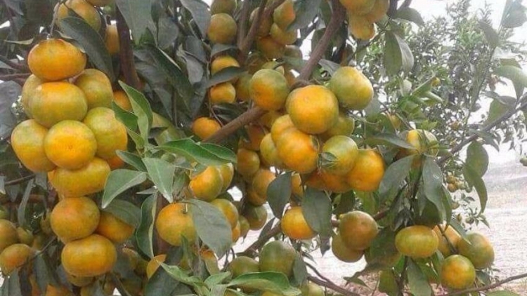 T’hước tước pa dưr chr’nắp píh sạch yêm Tây Giang