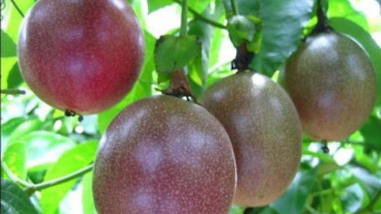 THU NHẬP CAO TỪ CÂY CHANH LEO