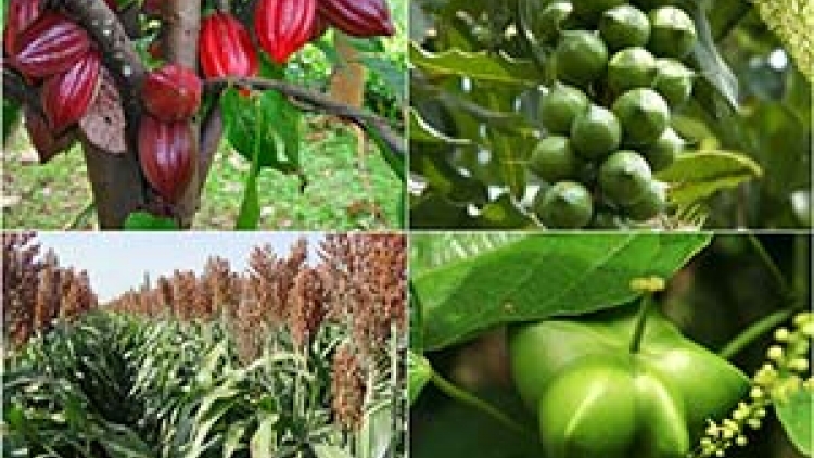 Bình Dương bhrợ têng bấc chính sách zư lêy t’nơơm chr’noh chr’nắp