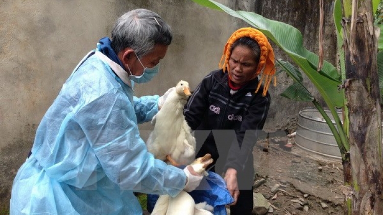 Đắc Lắc: Óch lâh 100 p’nong a tứch crêê pr’luh cúm A/H5N1