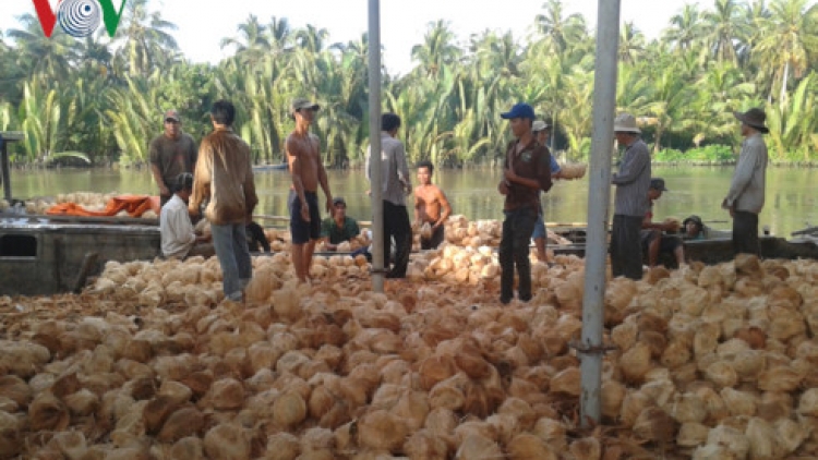 Bến Tre: Chr’nắp k’bhuốc dưr dzoóc dal ha dợ bh’nơơn xiêr