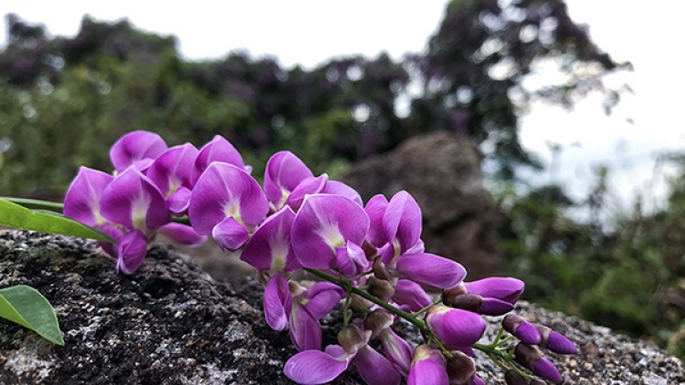 CA NHẠC CHO BẠN TRẺ