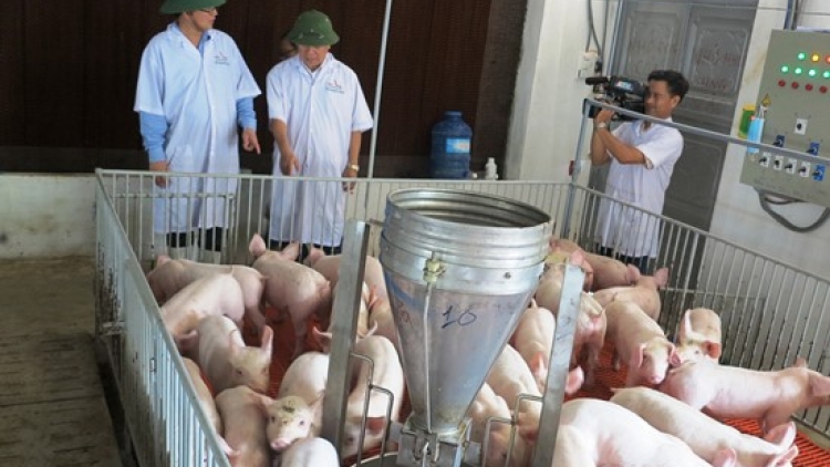 Bình Định: Phê bình Chủ tịch UBND 3 chr’hoong cắh t’bhlâng lêy zư padưr a’ọc băn