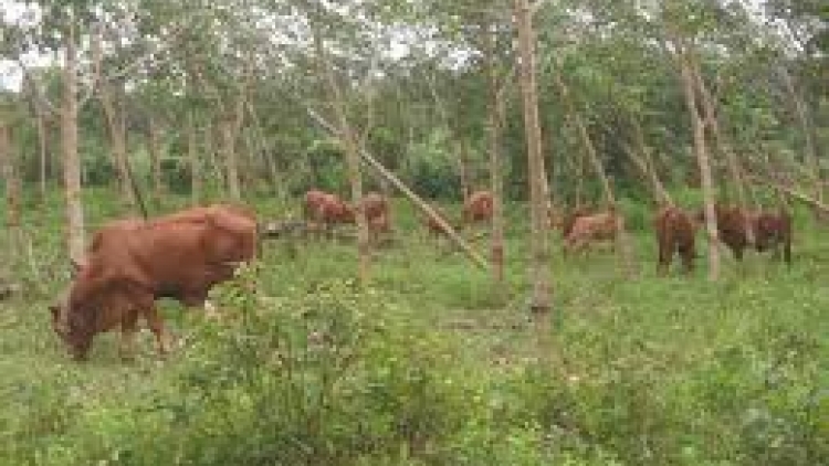 Rau liêm choom tơợ bh’rợ băn c’roóc cóh crâng