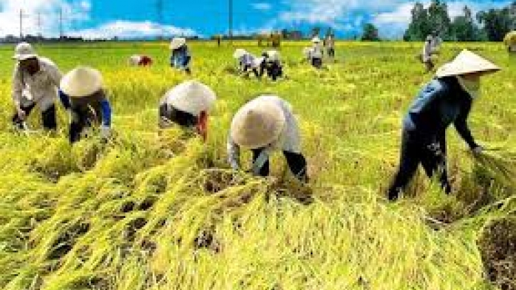 Gia Lai bhrợ têng clung ga mắc đoọng ha 5 rau t’nơơm chr’nóh bha lâng