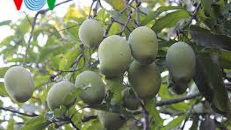 Đồng Nai: Tơơm chr’nóh xiêr bh’nơơn tu boo lệt hân noo