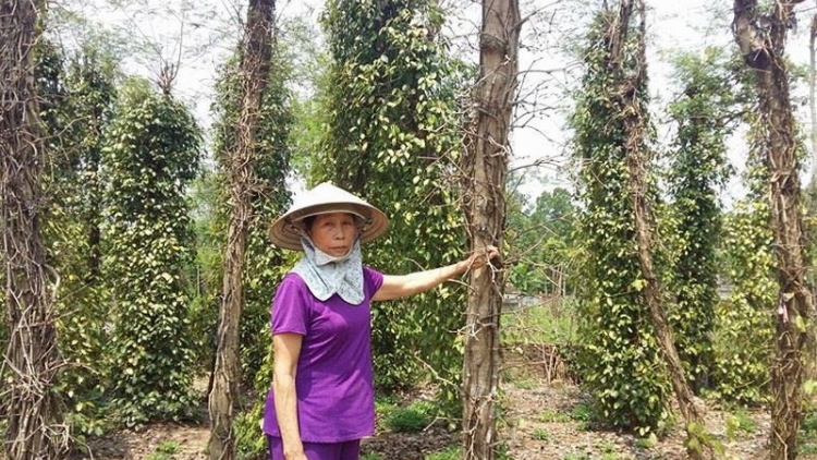 Quảng Nam: T’nơơm a mót răng chêết bấc, manuýh chóh lum zr’nắh k’đháp