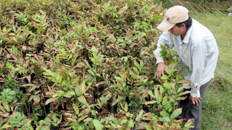 Tơợp hân noo bhrợ, tơơm m’ma Bến Tre cắh zấp đơơng đoọng