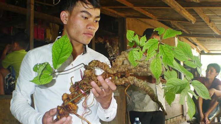 Kon Tum: Bhrợ g’lúh k’rơ zêl cha’groong pacâl sâm Ngọc Linh g’lợc
