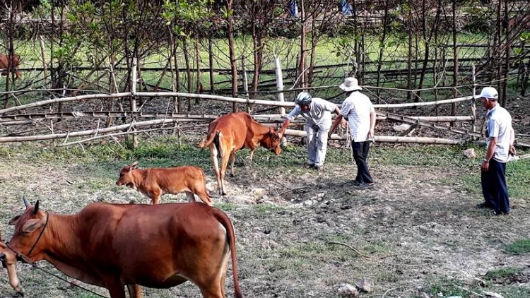 Quảng Nam: Nông Sơn năl đương cha groong lâng zêl pr’lúh cr’ay cóh bh’năn