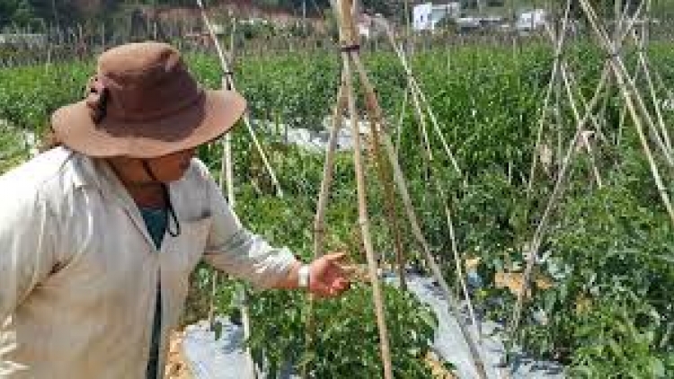 Lâm Đồng: Lấh 70% bhươn ươm crêê bọo vi rút bhrợ t’váih pr’lúh k’puôl a xậ dzar