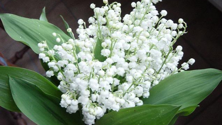 T'RUIH T'NGAY 20/12/2017