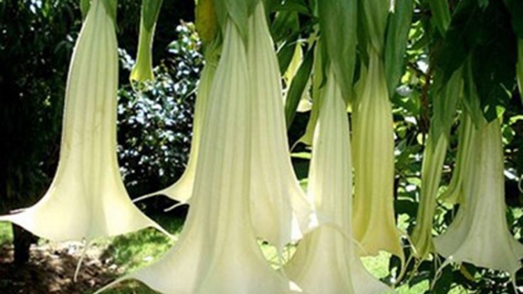 T'RUIH T'NGAY 6/3/2017