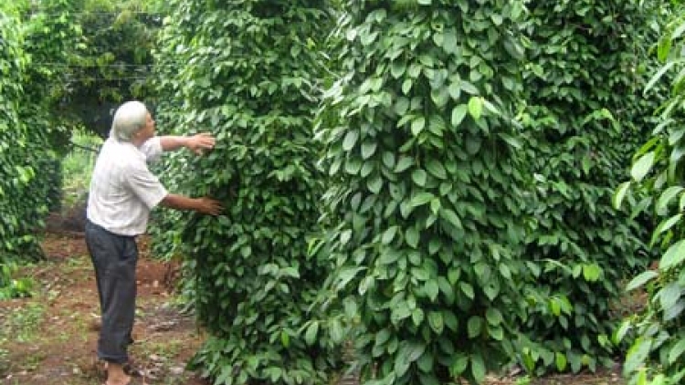 Gia Lai t’hước tước chóh a moọt đanh mâng