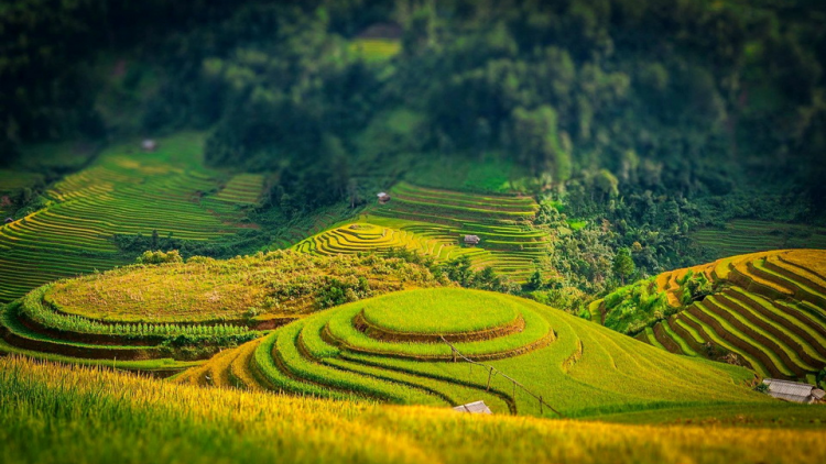 VIỆT NAM LIÊM PR’HAY HÂN NOO HA ROO ĐOỌM