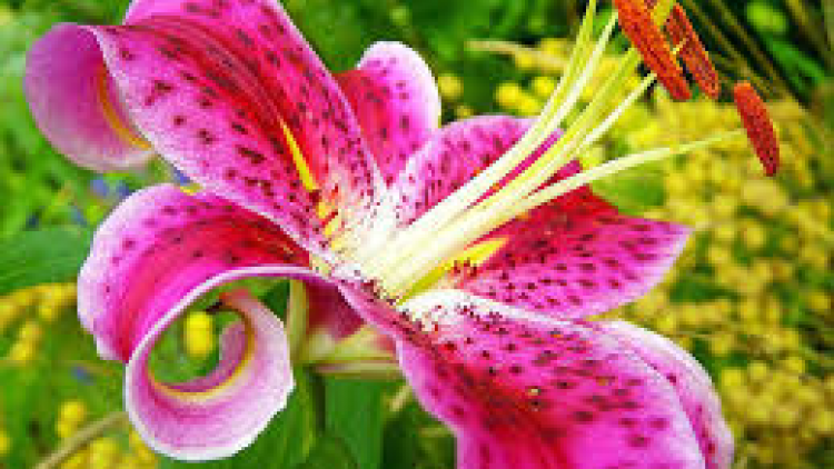 T'RUÍH PA XƯL T'NGAY 11/8/2018