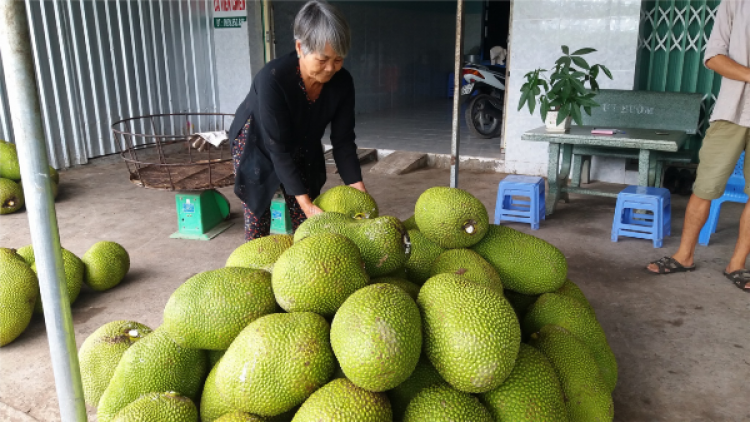 Tiền Giang: Chóh pa néh ting cơnh bh’rợ cr’lơng, apêê pr’loọng đong chóh bhrợ lum zr’nắh k’đháp