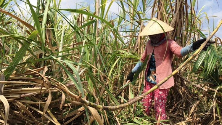 Bến Tre: P’too moon đha nuôr xăl a tao dzang chóh apêê t’nơơm chr’nóh n’lơơng liêm choom lấh