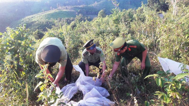 Quảng Trị: P’lóh 150 k’xanh chô ooy crâng da ding