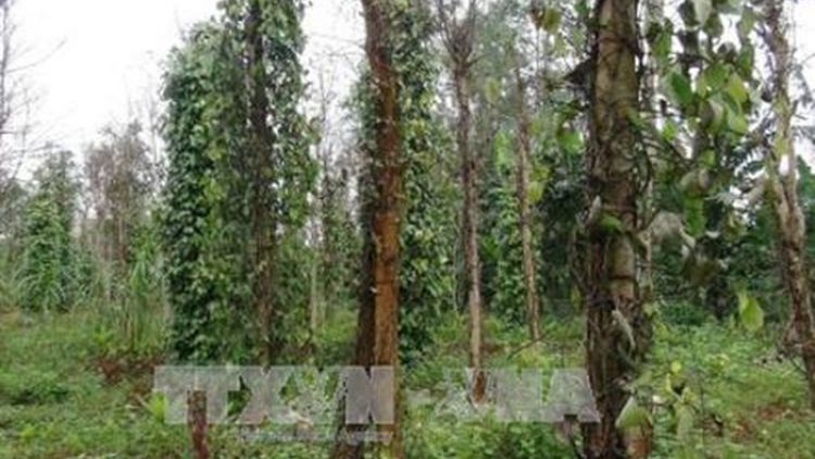 Apêê tỉnh Tây Nguyên moon pa rơớt cắh choom bhrợ t’bhứah bhươn a mót