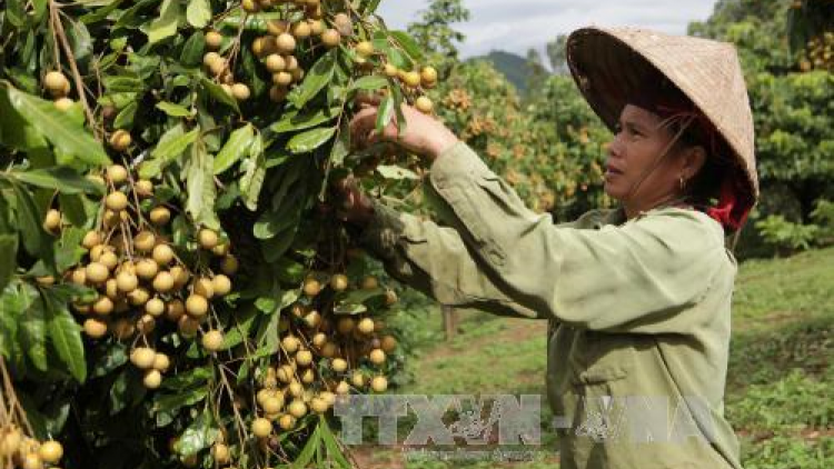 Lai Châu pa dưr k’nặ 6000 hecta t’nơơm pay cha p’lêê
