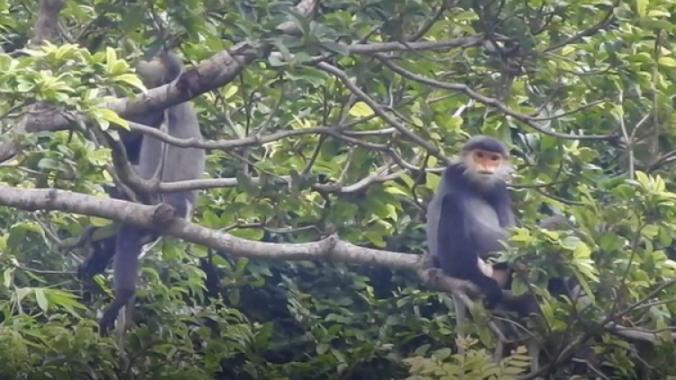 Quảng Nam: Câl cớ crâng, chóh n’loong vel đong đoọng zư lêy cr’năn bọo chà vá dzung bhrậu
