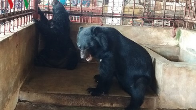 Tiền Giang: Mưy pr’loọng đhanuôr tự lêy pa zao đoọng 5 p’nong gr’bhái pậ chô ooy crâng k’coong