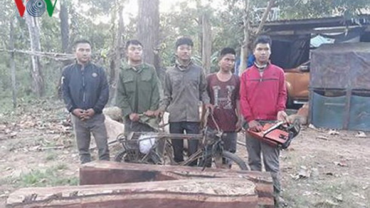 Đắk Lắk: 5 cha nắc manuýh col n’loong Giáng hương lướt p’cắh
