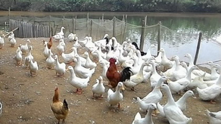 Quảng Nam: Quỹ zooi đoọng đha nuôr p’têệt c’rơ ha đha nuôr z’lấh đha rựt