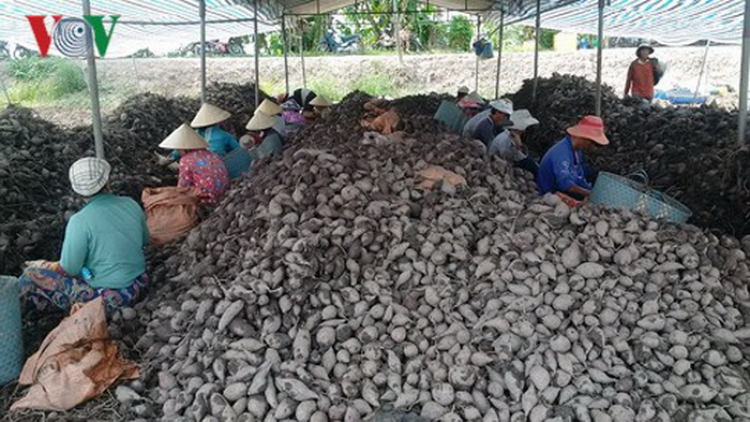 Clang Vĩnh Long xiêr chr’nắp, đhanuôr lum zr’nắh k’đháp