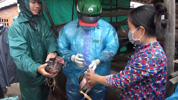 Phú Yên-t’bhlâng tiêm ch’groong pr’lúh cúm a’tứch a’đha