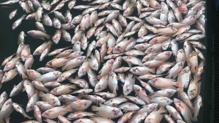 Quảng Nam: Axiu chêết bấc lơ bháh cóh a bóc đác